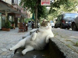 Lazy Cat imgur.com/3DF1M