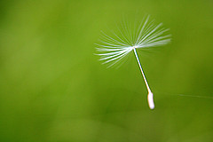 flying seed (c) the yes man